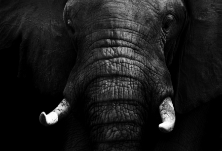 Dark Elephantの写真素材