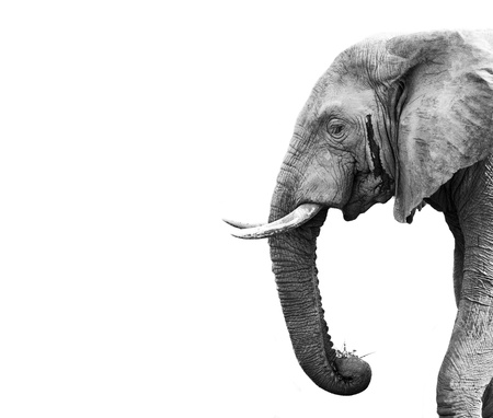 Elephantの写真素材