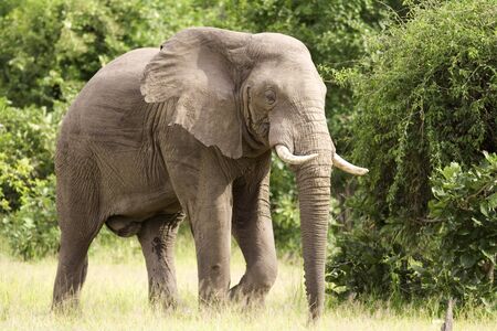 Elephant in the wildの写真素材