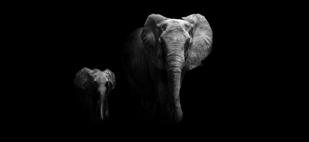 Elephant mother and babyの写真素材