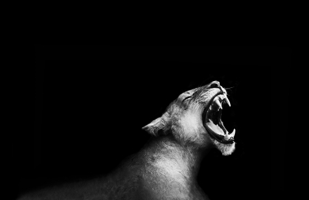 Lion Roaringの写真素材