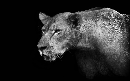 Lion Huntingの写真素材