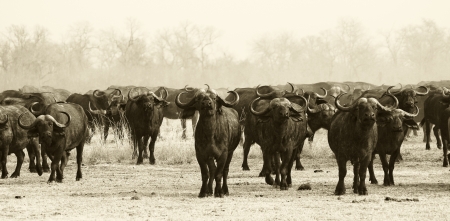 African Buffalo Herdの写真素材