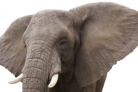 Elephantの写真素材