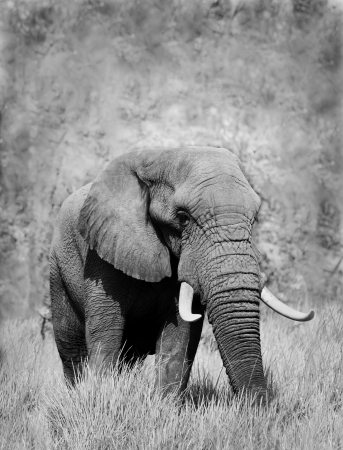 Elephantの写真素材