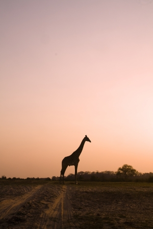 Giraffe Silhouetteの写真素材