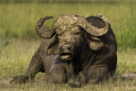 African Cape Buffaloの写真素材