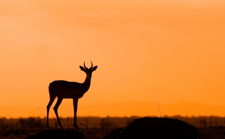 Impala Silhouetteの写真素材