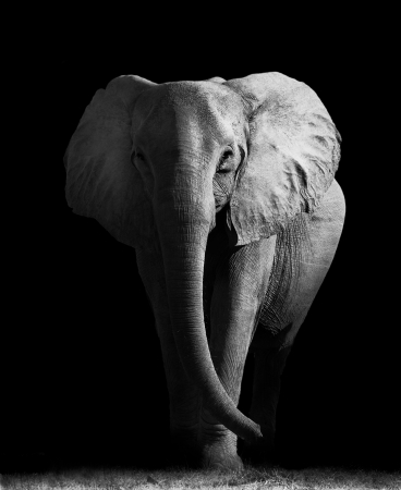 Elephantの写真素材