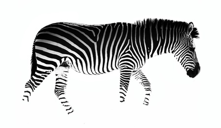 Zebraの写真素材