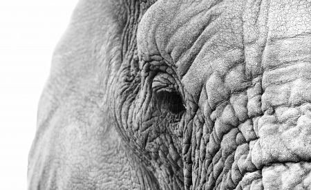 Black and white image of an elephants eye close upの写真素材