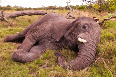 African elephant Sleeping in the wildの写真素材