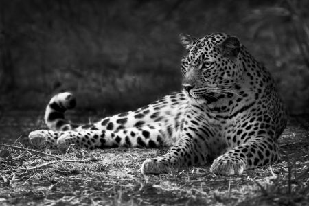 Black and white image of a leopard lying on the groundの写真素材