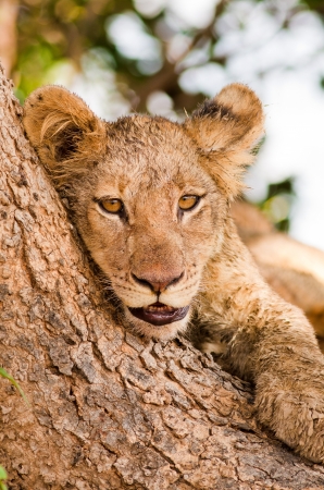 Cute Lion Cub resting against a treeの写真素材