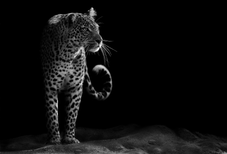 Black and white image of a leopard staringの写真素材