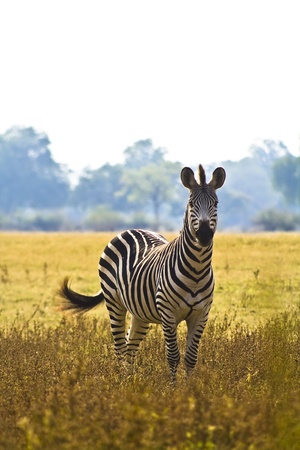 Wild Zebra in an African flood plainの写真素材