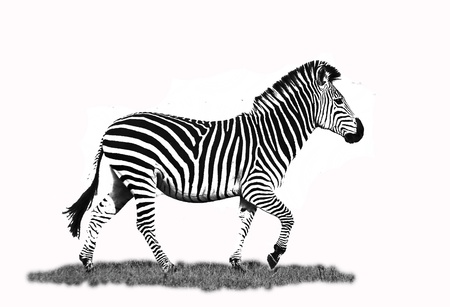 Artistic black and white edit of a Zebra Runningの写真素材