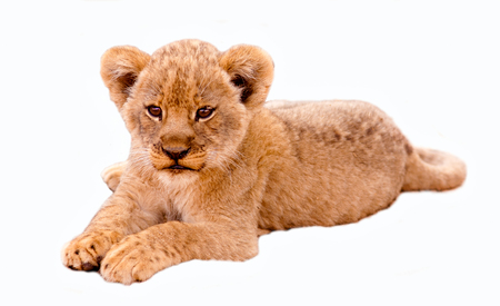 Cute lion cub isolated in whiteの写真素材