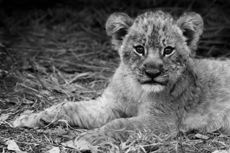 Artistic image of a cute lion cub in black and whiteの写真素材