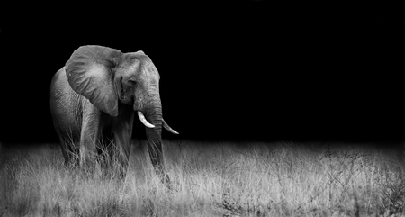 Wild elephant in the african savannahの写真素材