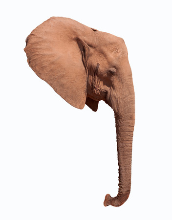 Elephant head ear and trunk isolated on a white backgroundの写真素材