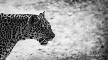 close up of a leopard in black and whiteの写真素材