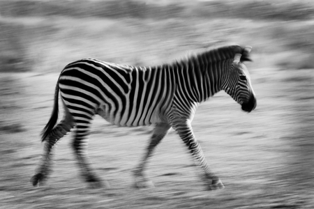 Wild zebra running across an Africanb plain using a motion blur techniqueの写真素材