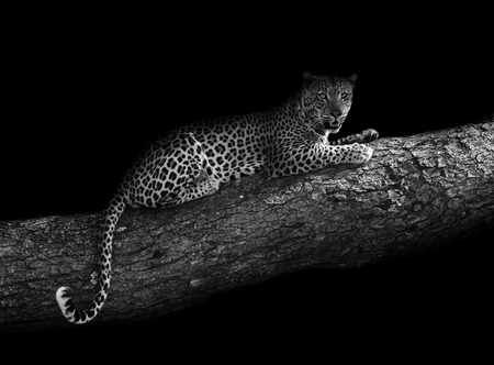 Black and white image of Leopard in a tree with an artistic editの写真素材