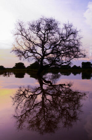 Tree with reflection in the waterの写真素材