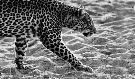 Black and white image of a leopard walking in the sandの写真素材