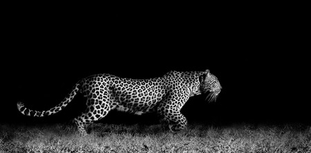Black and white image of a wild African leopard stalkingの写真素材