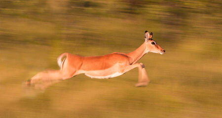 Motion blur image of an impala running very fastの写真素材