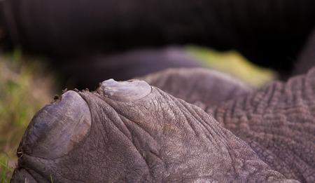 Close up of an elephant footの写真素材