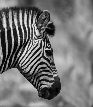 Zebra head from the side in black and whiteの写真素材