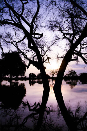 Tree with reflection in the waterの写真素材