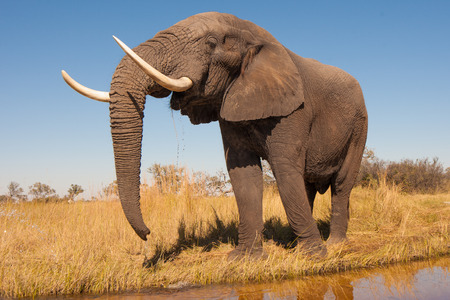 Wild African elephant in the wildernessの写真素材