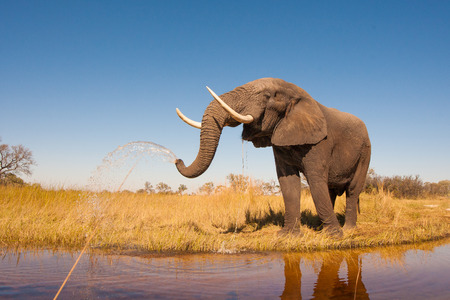 Wild African elephant in the wildernessの写真素材