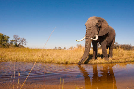 Wild African elephant in the wildernessの写真素材