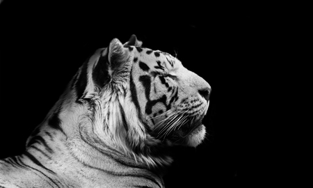 Wild tiger close up in monochromeの写真素材