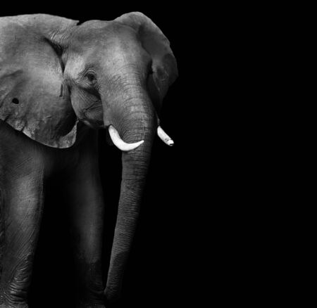 Wild African elephant in monochrome with copy spaceの写真素材