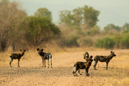 Pack of wild African wild dogsの写真素材