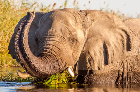 Wild African elephant swiming in a waterholeの写真素材