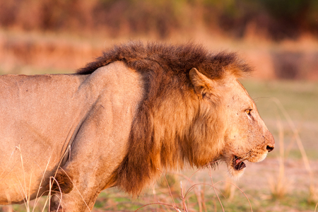 Close up of a Wild African Lionの写真素材