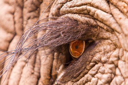 Close up macro shot of an elephant eyeの写真素材