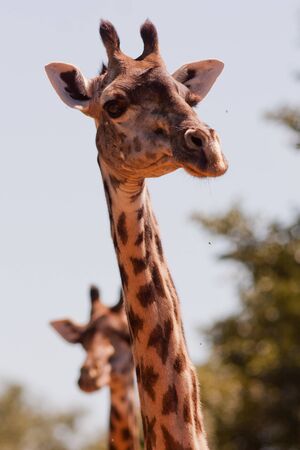 Giraffe close upの写真素材