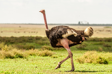 Wild Ostrichの写真素材