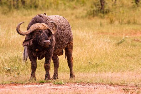 African Cape Buffaloの写真素材