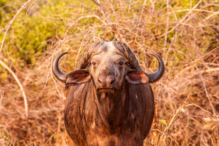 African Cape Buffaloの写真素材