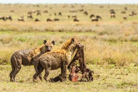 Hyenas with a killの写真素材