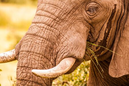 Wild African Elephantの写真素材